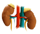 Dental Tooth Chart West Palm Beach - left kidney
